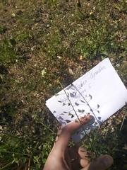 Capsella bursa-pastoris