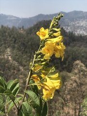 Tecoma stans velutina