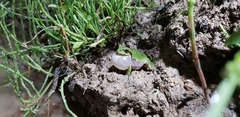 Hyla japonica