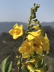 Tecoma stans velutina