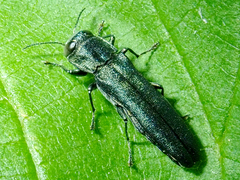 Agrilus sulcicollis