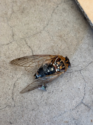 Bush Cicada