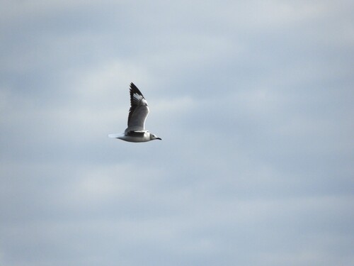 iNaturalist image