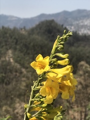 Tecoma stans velutina