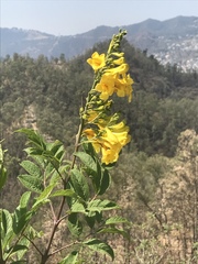 Tecoma stans velutina