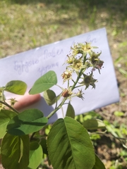 Amelanchier spicata