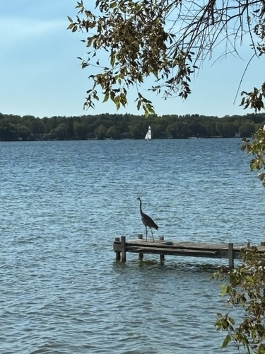 Great Blue Heron