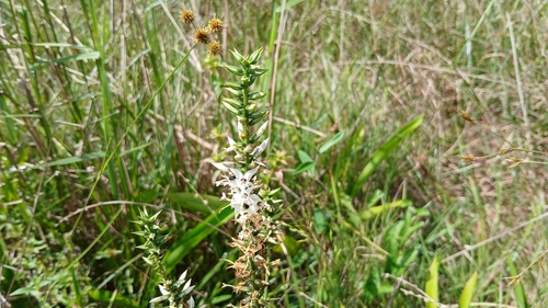 Coutoubea spicata observed 2026-08-29
