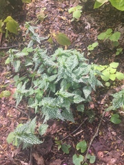 Lamium galeobdolon flavidum