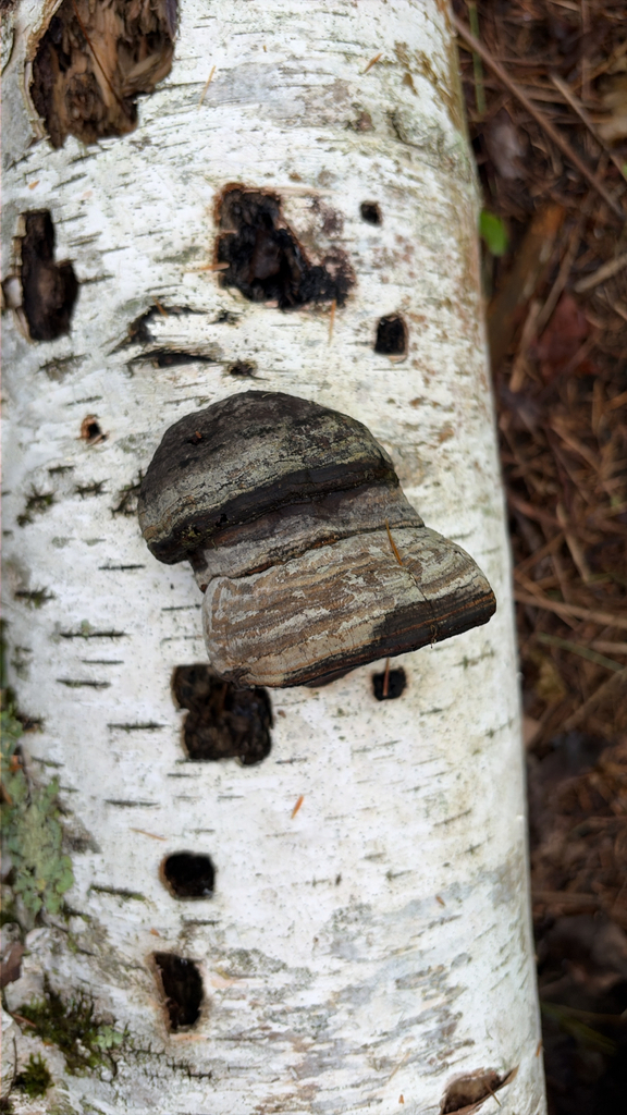 Tinder Polypore · September 2026 · photo: Photo: (c) Marc-Olivier Beausoleil, some rights reserved (CC BY) · iNaturalist