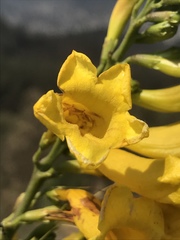 Tecoma stans velutina