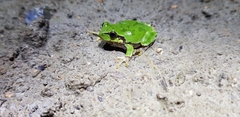 Hyla japonica