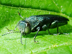 Agrilus sulcicollis