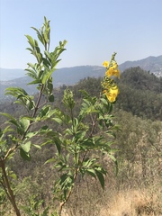 Tecoma stans velutina