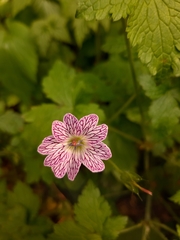 Geranium versicolor