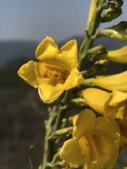 Tecoma stans velutina