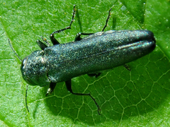 Agrilus sulcicollis