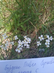 Arabidopsis arenosa