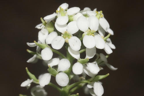 Mesa Pepperwort