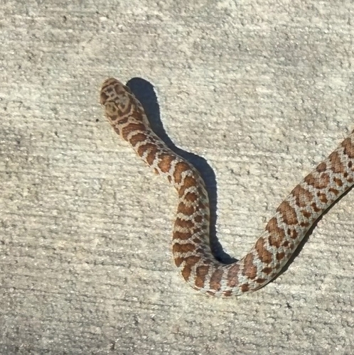 North American Racer