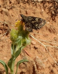 Hesperopsis alpheus