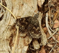 Hesperopsis alpheus