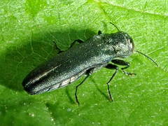 Agrilus sulcicollis