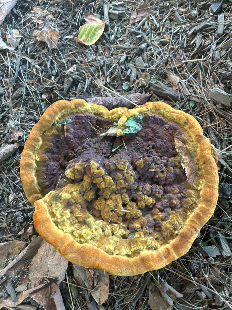 Phaeolus hispidoides · September 2026 · photo: Photo: no rights reserved · iNaturalist