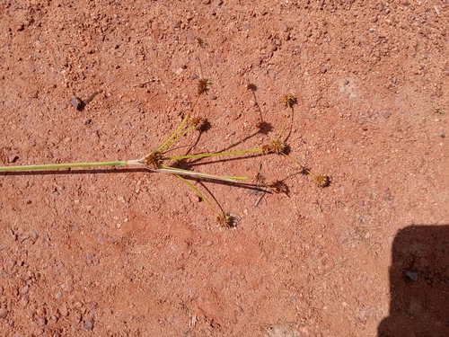 Rhynchospora holoschoenoides observed 2026-08-29