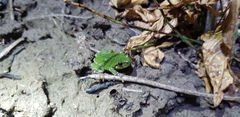 Hyla japonica
