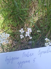 Arabidopsis arenosa