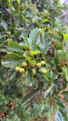 common alder