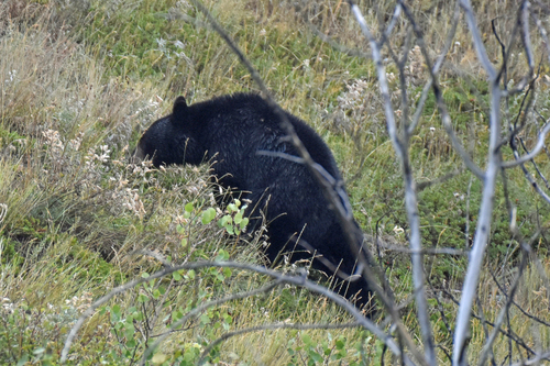 Black Bear sighting near Waterton Lakes National Park