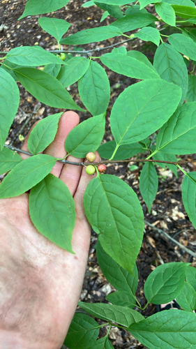 Mountain Winterberry