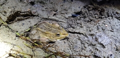 Pelophylax nigromaculatus