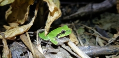 Hyla japonica