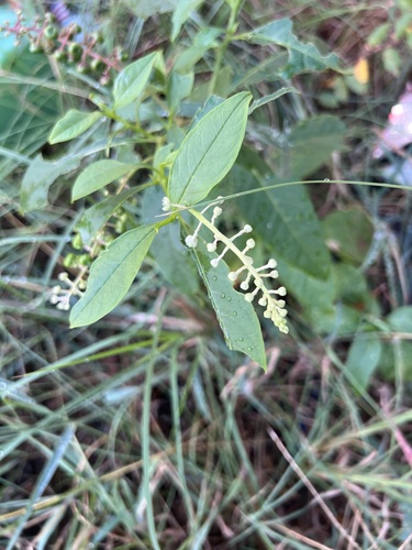 American pokeweed