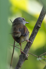 Prinia
