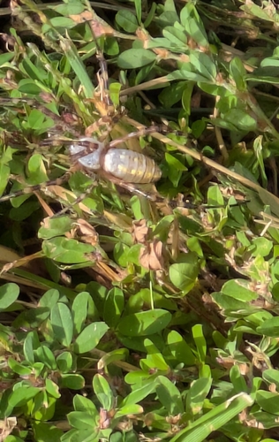 Banded Garden Spider