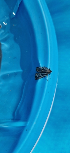 Spotted Sulphur