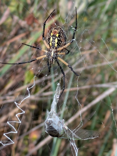 Yellow Garden Spider