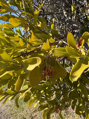 Amyema congener, photograph (c) Bryce Watts-Parker, some rights reserved (CC BY)