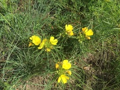 Oenothera berlandieri