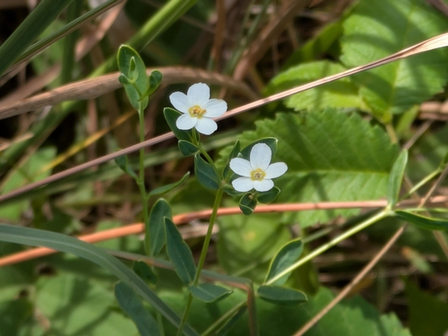 flowering spurge