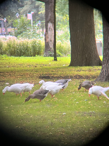 iNaturalist image