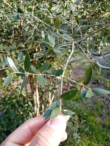 Myrcianthes cisplatensis