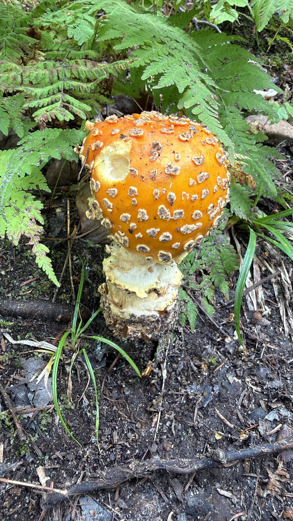 American Yellow Fly Agaric · September 2026 · photo: Photo: (c) Marc-Olivier Beausoleil, some rights reserved (CC BY) · iNaturalist