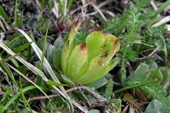 Sempervivum