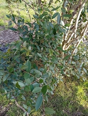 Myrcianthes cisplatensis, photograph author not stated, no rights reserved