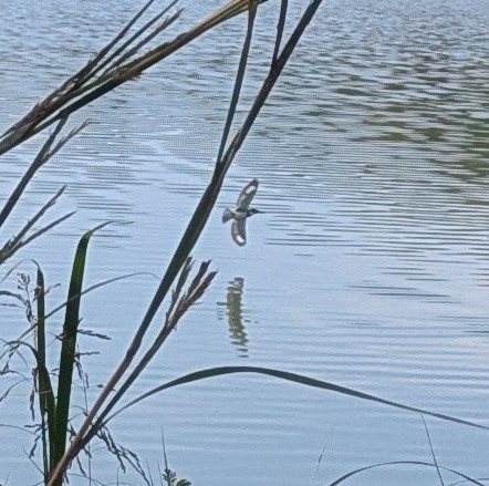 Belted Kingfisher